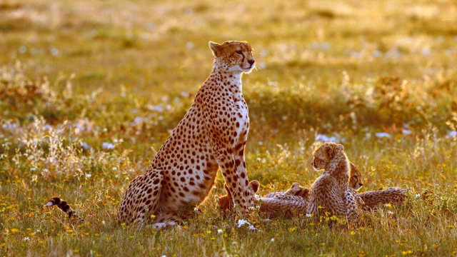 Watch End of the Big Cats Online