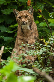End of the Big Cats