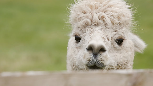 Watch The Farmers Country Showdown Online