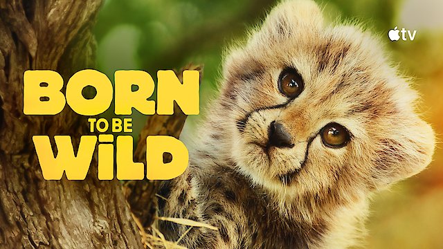 Watch Born to be Wild Online