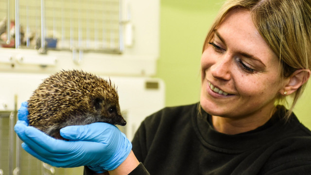 Watch Born to be Wild Online