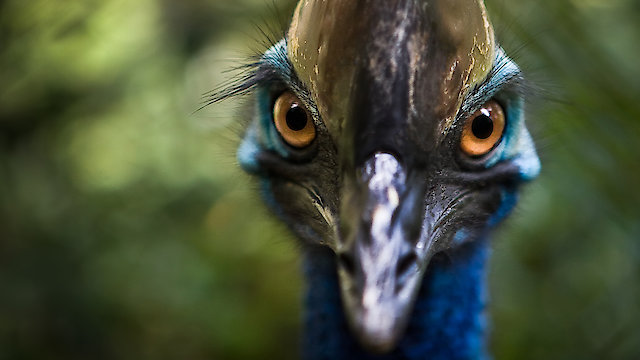 Watch Wild Wars Australia Online