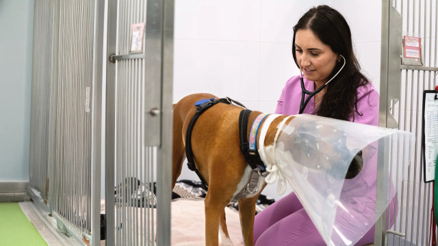 Watch Vet Detective Online