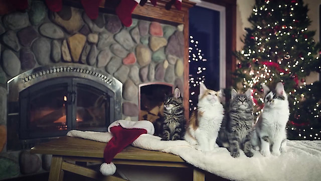 Watch World's Funniest Animals Specials Online