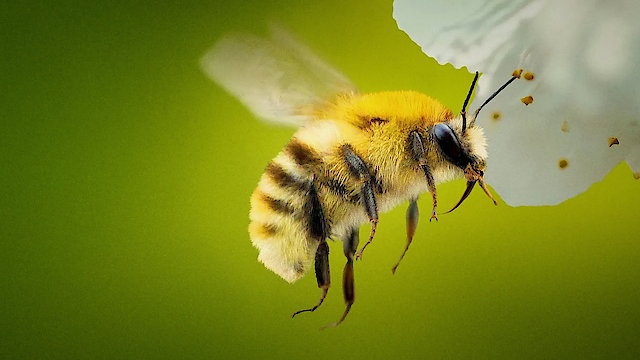 Watch Secrets of the Bees Online