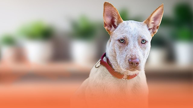 Watch The Dog House Australia Online