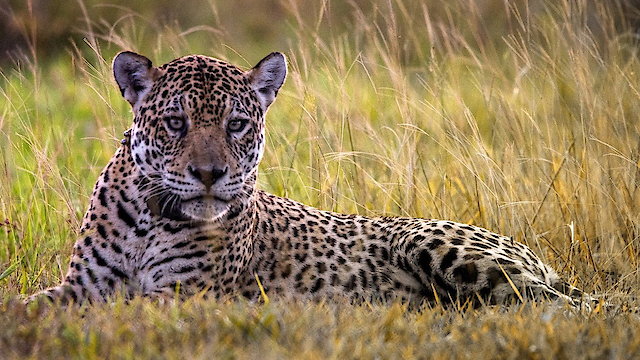 Watch Jaguar Journals Online