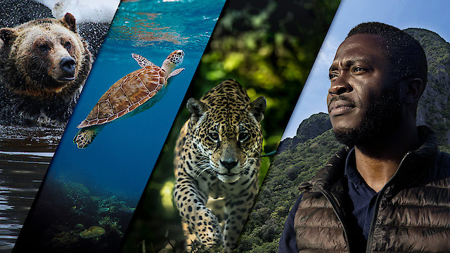 Watch Patrick Aryee's Wild World Online