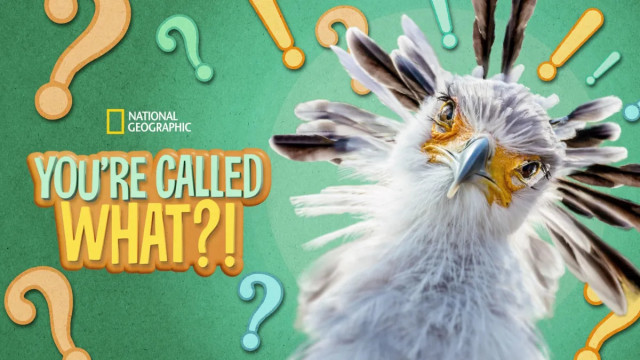 Watch You're Called What?! Online