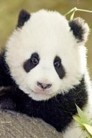 Fu Long: Little Panda, Happy Dragon poster