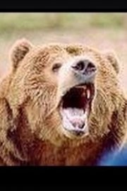 Bear CSI poster