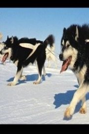 Dog of the Midnight Sun poster