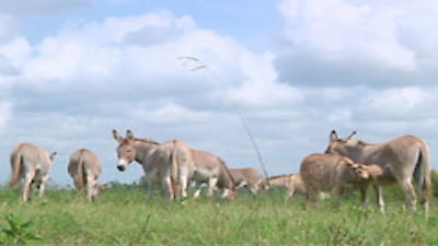 Donkeys and Dollars