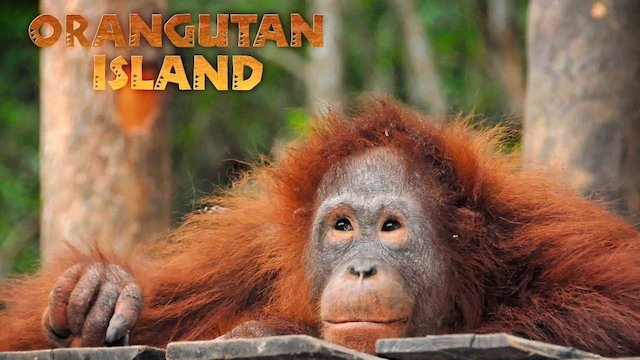 Watch Orangutan Island Online