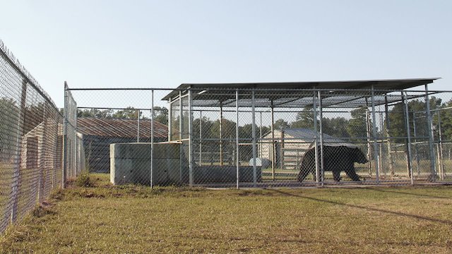 Watch Animal Intervention Online