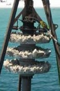 Reef Wranglers