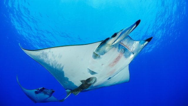 Watch Wild Deep Online
