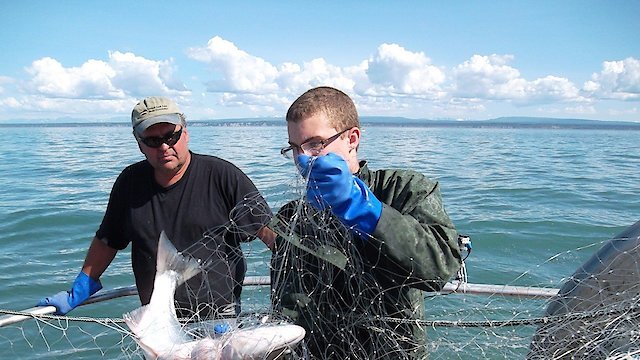 Watch Alaska Fish Wars Online