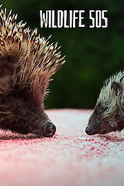 Wildlife SOS poster