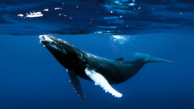 Watch Kingdom of the Oceans Online