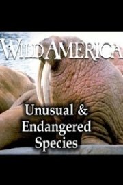 Wild America, Unusual & Endangered Species Collection poster