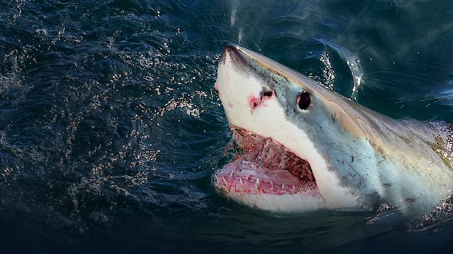Watch When Sharks Attack Online