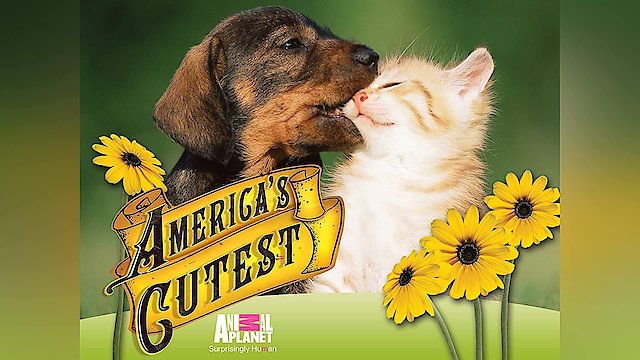 Watch America's Cutest Online