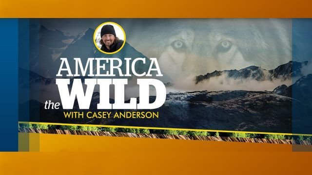 Watch America the Wild with Casey Anderson Online