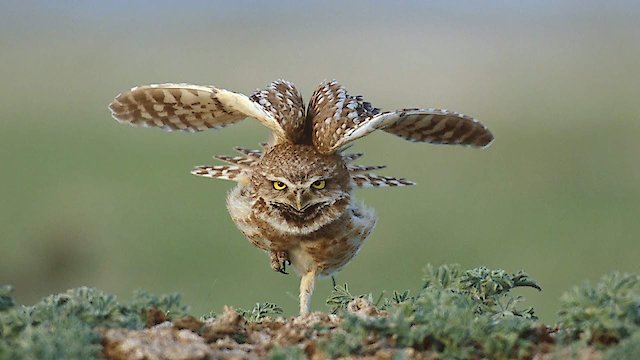 Watch Great Plains: America's Lingering Wild Online