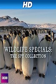 Wildlife Specials: The Spy Collection poster