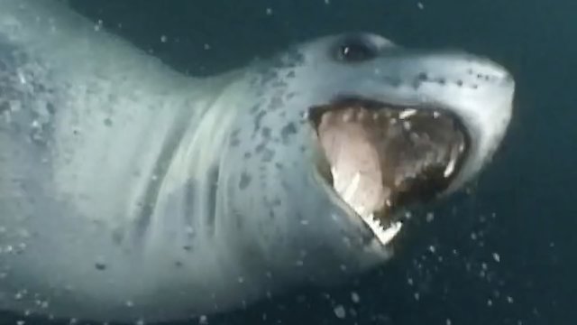 Watch Massive Nature Online
