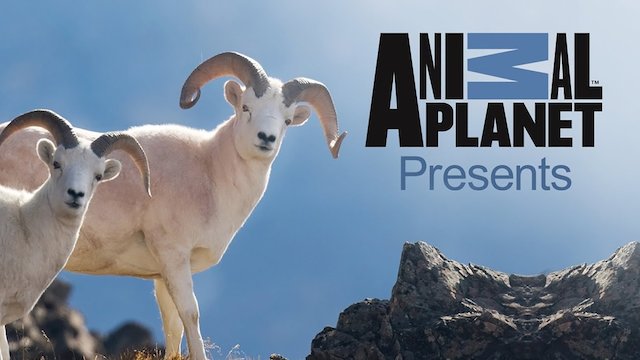 Watch Animal Planet Presents Online