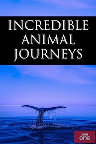 Animal Journeys