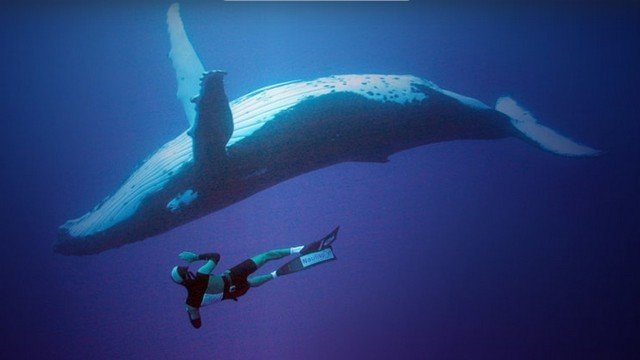 Watch Adventure Ocean Quest Online