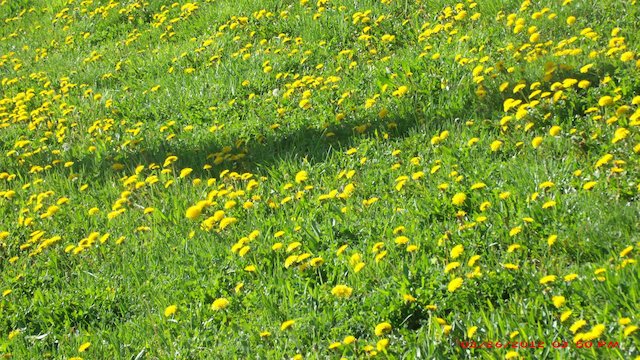 Watch Miracles of Nature Online