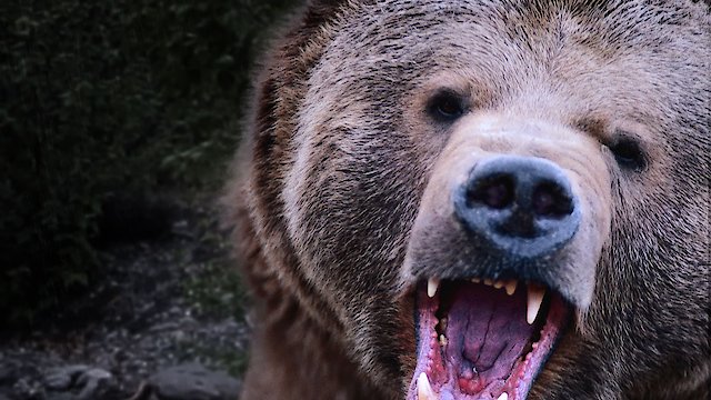 Watch Kodiak Online