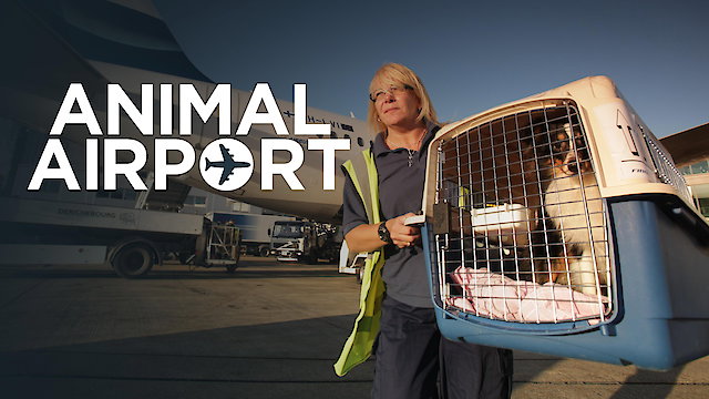 Watch Animal Airport Online