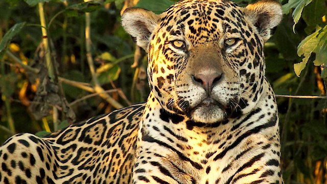 Watch Wild Brazil Online
