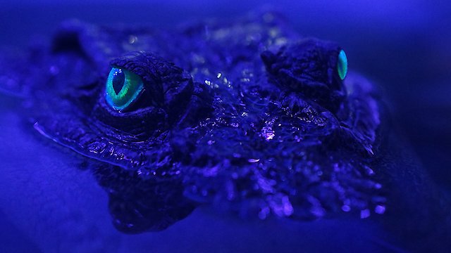 Watch Beasts of the Bayou Online