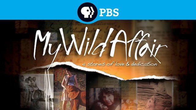 Watch My Wild Affair Online