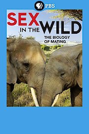Sex in the Wild poster