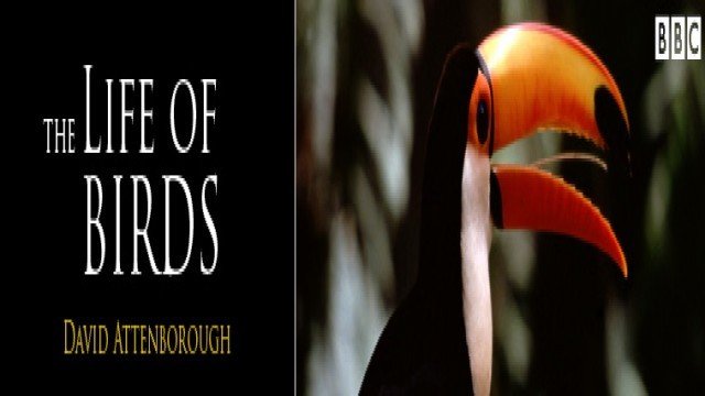 Watch David Attenborough: Life of Birds Online