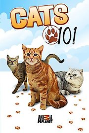 Cats 101 poster