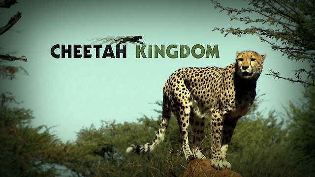 Watch Cheetah Kingdom Online