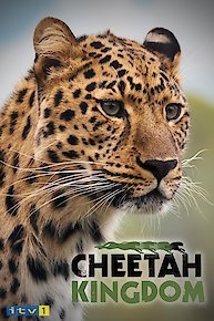 Cheetah Kingdom