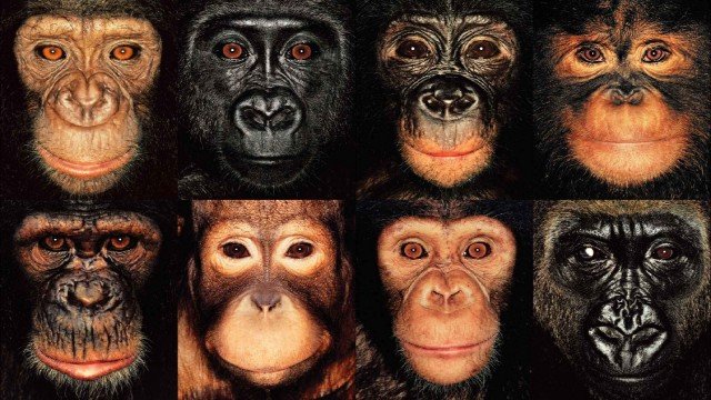 Watch Animals Like Us: Remarkably Human Online