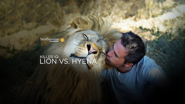 Watch Killer IQ: Lion vs. Hyena Online