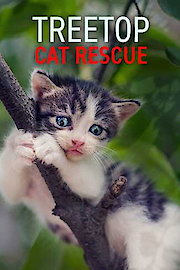 Treetop Cat Rescue