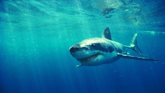 Watch Shark Week, 20th Anniversary Online
