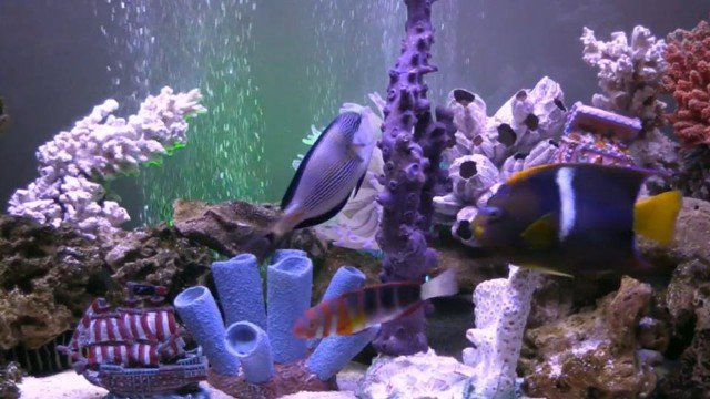 Watch Fishcenter Live Online
